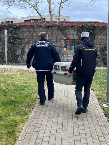 Polizist und Veterinärbeamter bergen Muntjak