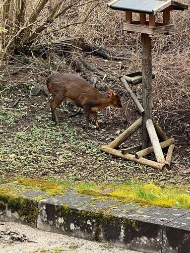 Muntjak in Kirchheimer Garten