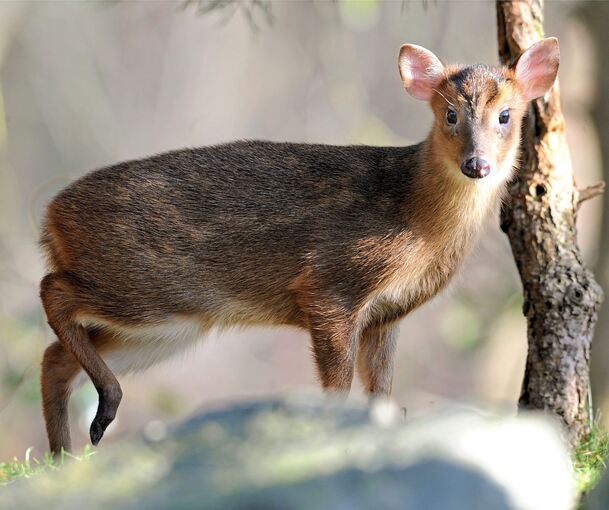 Das Muntjak ist jetzt im Wildpark Tripsdrill.