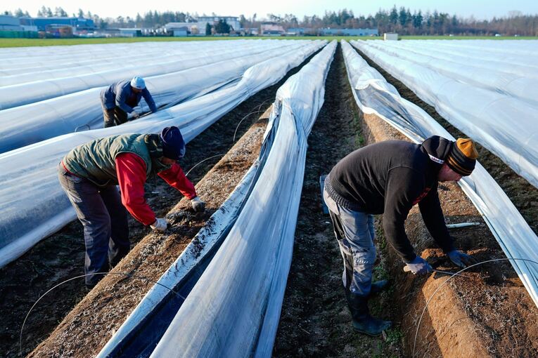 Spargelsaison beginnt