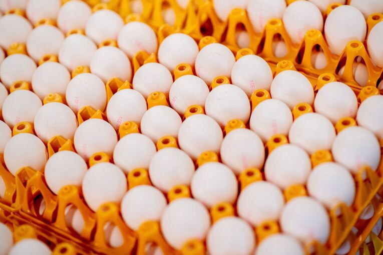 Eier aus einem Legehennenstall
