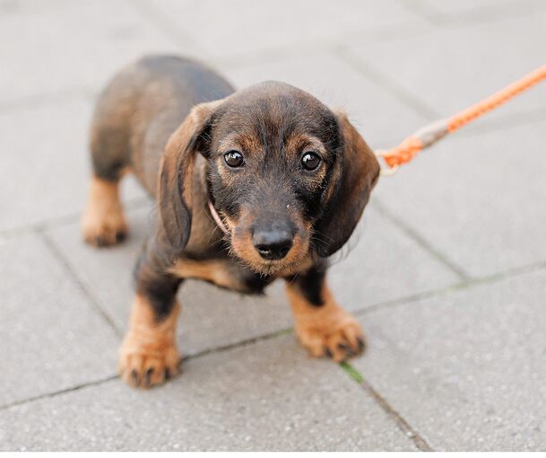 Hundebesitzer in Asperg werden wohl künftig für ihre Vierbeiner tiefer in die Tasche greifen müssen.
