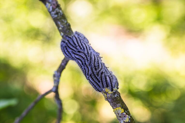 Eichenprozessionsspinner in Südbaden
