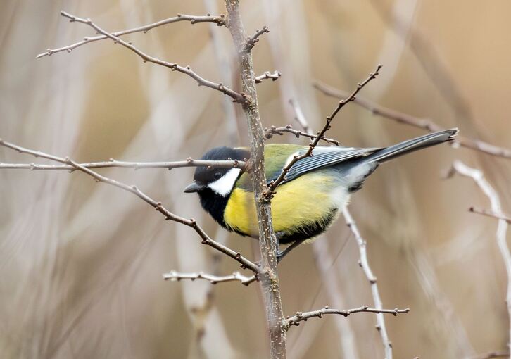 Winterwetter in Baden-Württemberg