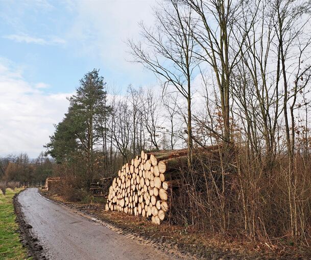 Die Stämme der gefällten Fichten sind am Weg gestapelt.