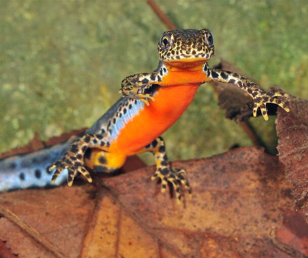 Bergmolche sind an ihrem orangefarbenen Bauch zu erkennen.