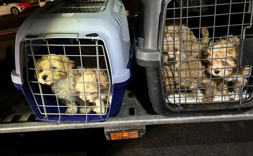 Geschmuggelte Hundewelpen