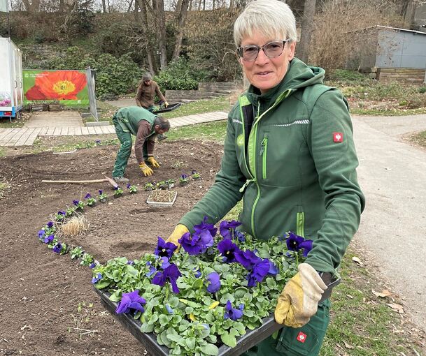Annette Schablack und ihre Kollegen setzen die Frühlingspflanzen ein.