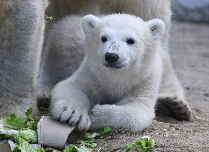Eisbär-Jungtier im Karlsruher Zoo
