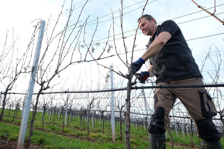 Winzer schneidet Reben Winzer schneidet Reben