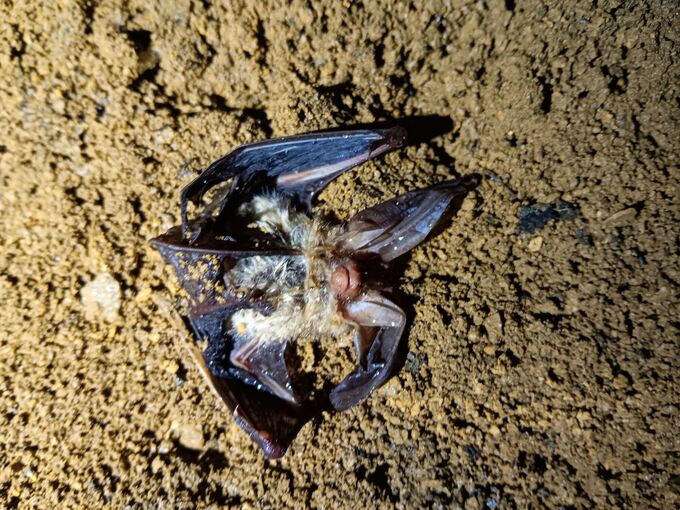 Tote Fledermäuse in schwäbischer Höhle