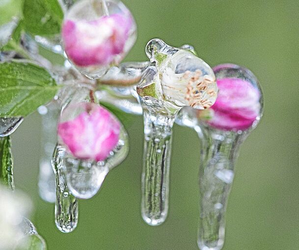 Frühe Blüten und nächtliche Fröste setzen Apfelblüten zu.