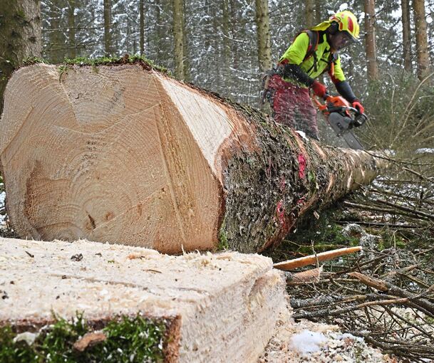 Dürreschäden, Käfer- und Pilzbefall: Fast die Hälfte der 2024 im Kreis Ludwigsburg eingschlagenen Bäume waren geschädigt.