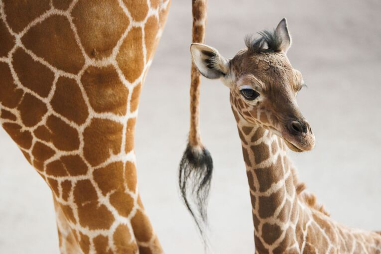 Giraffen-Nachwuchs im Opel-Zoo