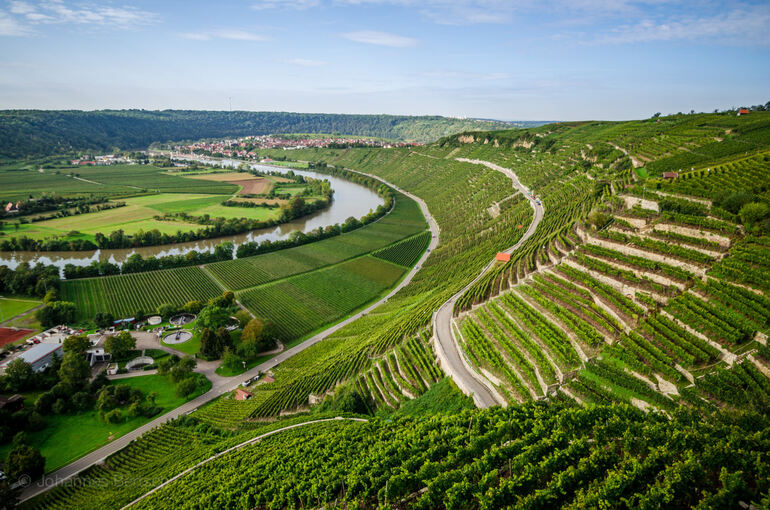 Auch landschaftlich sind die terrassierten Weinberge an Enz und Neckar Glanzpunkte im Kreis. Doch die Paradelagen wie am Käsberg in Mundelsheim sind akut bedroht.