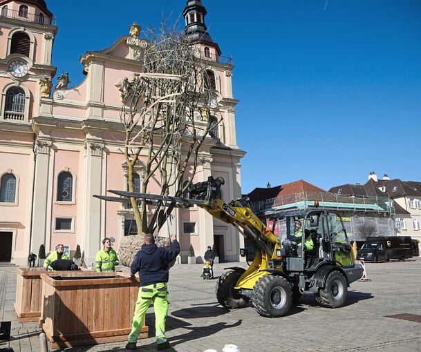 Am Haken: Die Pflanzaktion sorgte am Mittwoch für Aufsehen.
