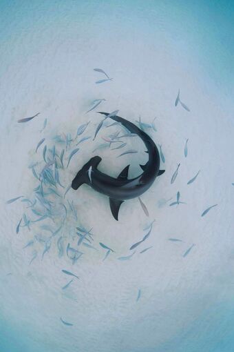 Hammerhaie werden zu Stubenhockern