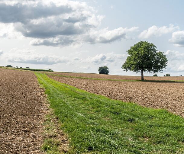 Graswege zwischen Äckern wie dieser sind wichtig für die Artenvielfalt, kommen aber immer mal wieder unter den Pflug.