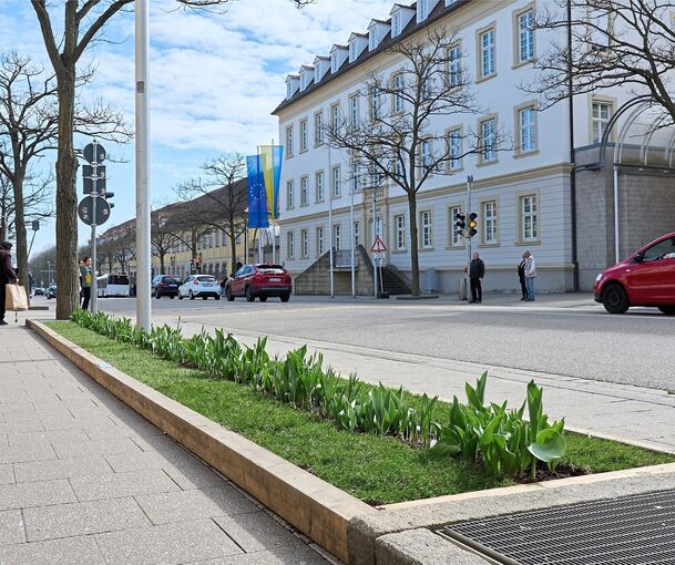 Zum Märzklopfen: Die noch zu erblühenden Blumen sind da.