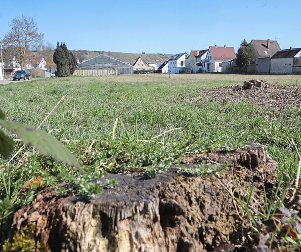 Das frühere Gelände der Gärtnerei Winter in Kirchheim: Hier sollen 29 Wohnungen entstehen.