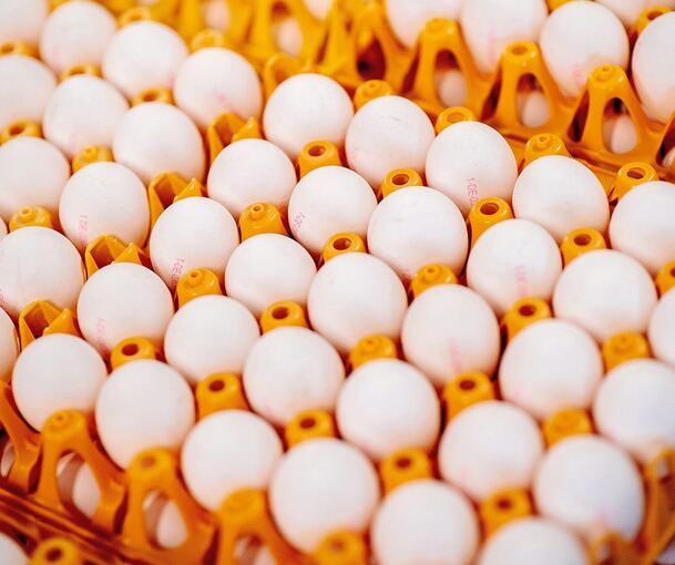 Nach Legedatum sind Eier 28 Tage haltbar.