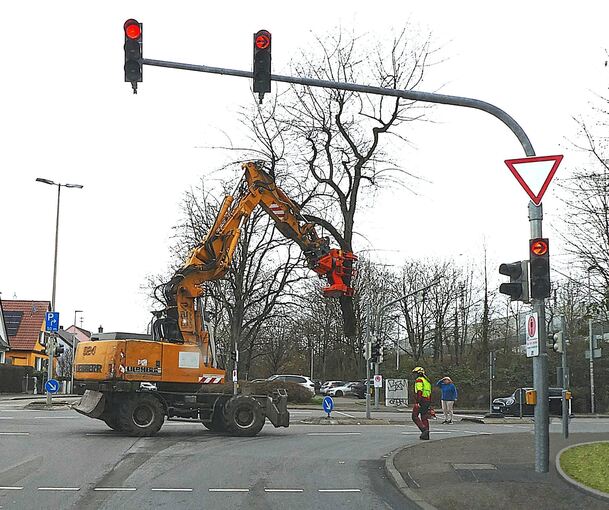 Baumfällen in Sekundenschnelle. An der Kreuzung Stuttgarter Straße/Weidengasse in Freiberg wird ein gefällter Baum abtransportiert.