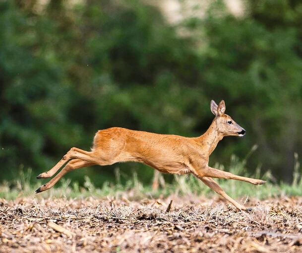 Wiederholt hat der Kornwestheimer Jagdpächter üble Erfahrungen mit nicht angeleinten Hunden gemacht, die Rehe hetzen.