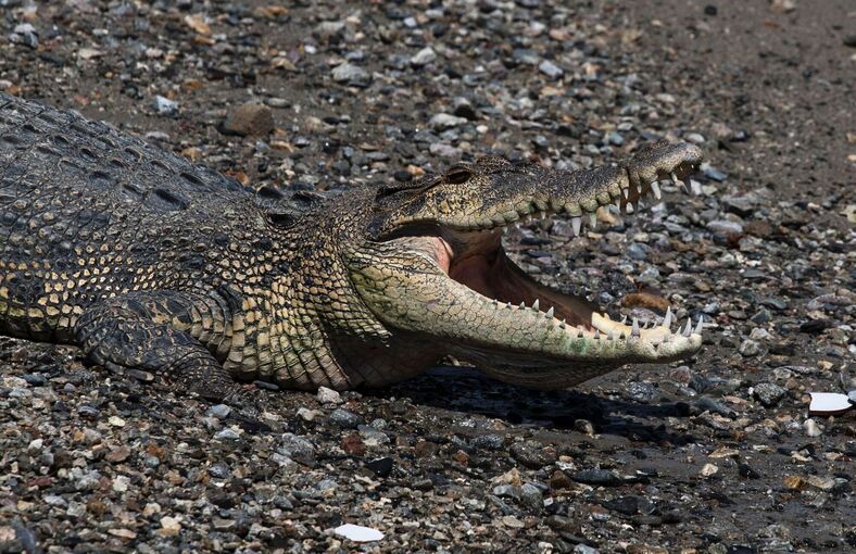 Krokodil in Indonesien