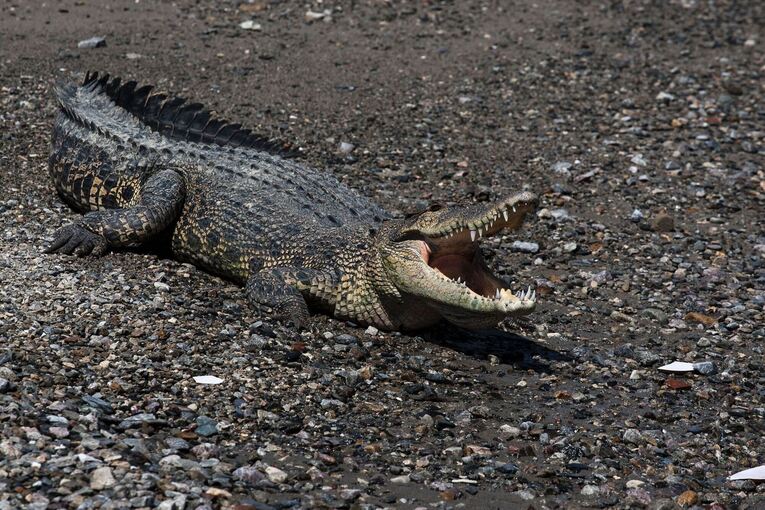 Krokodil in Indonesien