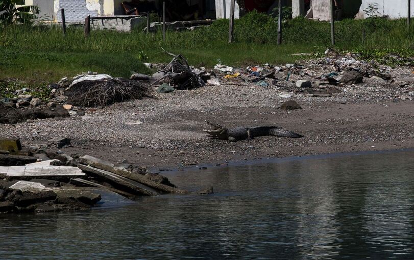 Krokodil in Indonesien