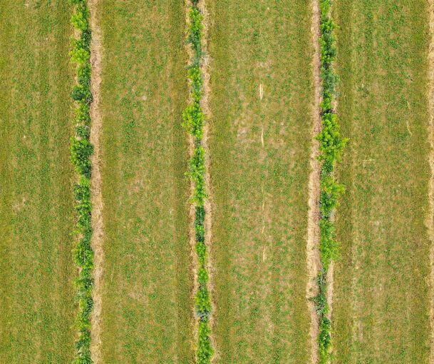 Alle paar Meter ein Gehölzstreifen im Acker. Drohnenbilder wie das oben aus Brandenburg kann man über dem Kreis Ludwigsburg noch nicht aufnehmen. Doch der Agroforst-Gedanke steckt auch in unseren landschaftsprägenden Streuobstwiesen.