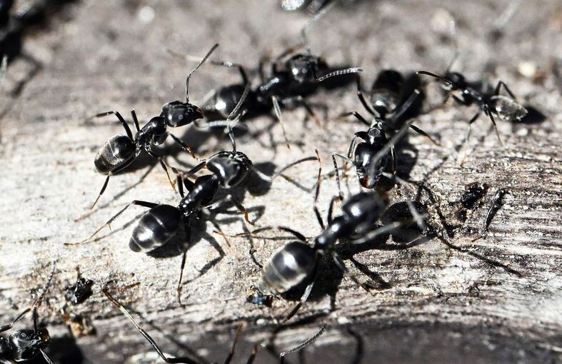 Ameisenplage in Schutterwald
