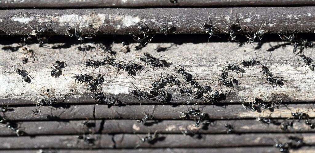Ameisenplage in Schutterwald