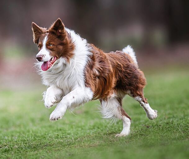 Hat ein Hund die Beute gesehen und erstmal Fahrt aufgenommen, lässt er sich kaum noch zurückrufen. Ein Antijagdtraining trägt dazu bei, dass der Vierbeiner besser zu kontrollieren ist.