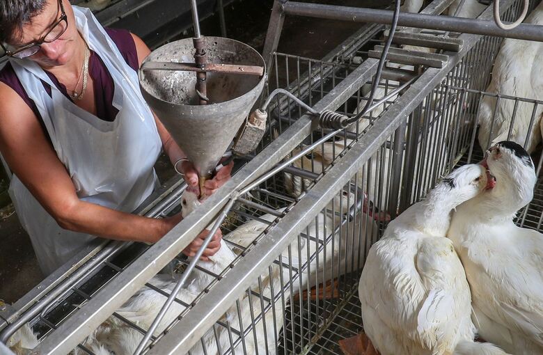 Foie Gras Produktion in Belgien