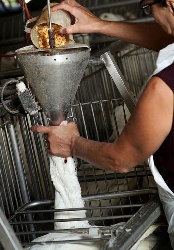 Foie Gras Produktion in Belgien