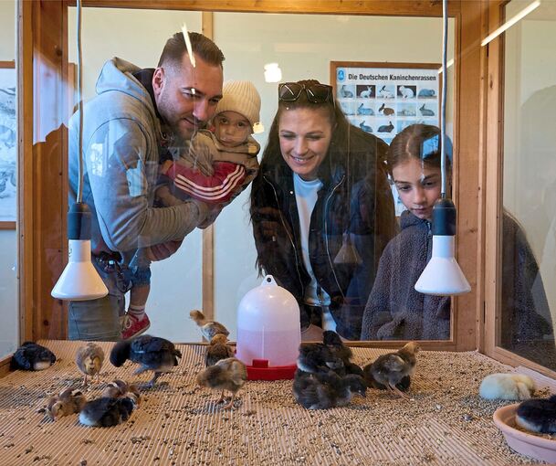 Familie Peios freut sich beim Schlupftag in Markgröningen über die Küken.
