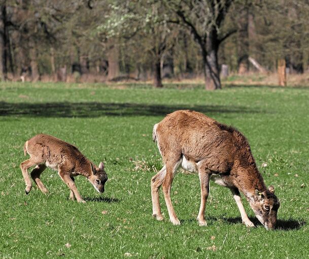 Hier ist die Welt in Ordnung: Mufflon-Mama und ihr Lämmchen futtern gemeinsam auf der Wildwiese im Favoritepark.