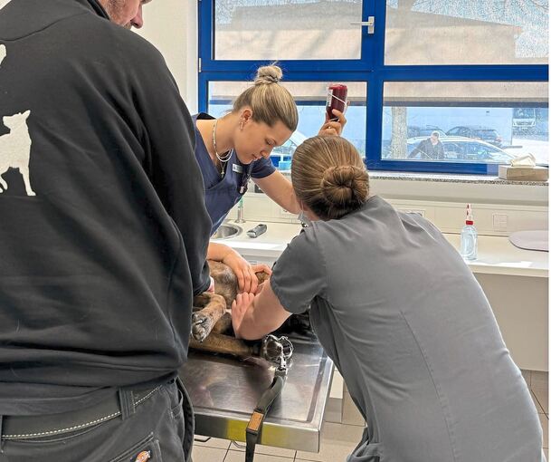 Kerngesund auf dem Behandlungstisch: Polizeihündin In Black.