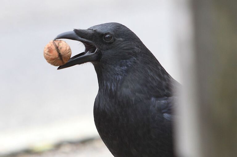 So kommt die Rabenkrähe an die Nuss