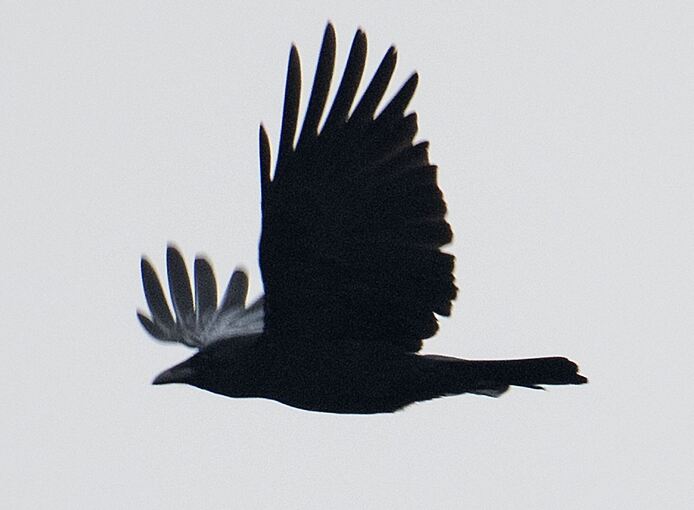 Rabenkrähen in Niedersachsen