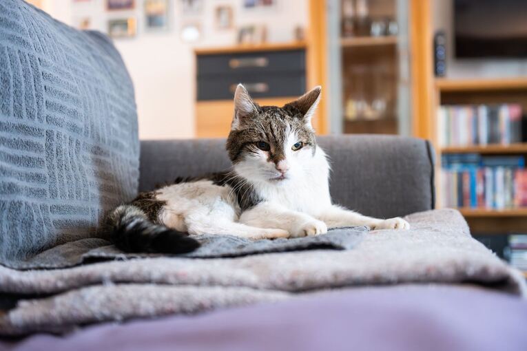 Kater Moritz erhält GEZ-Bescheid