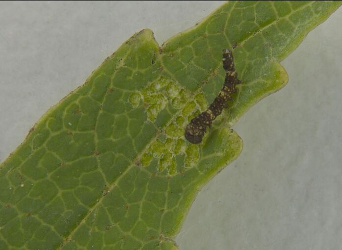 Mini-Raupe verteidigt Mini-Revier