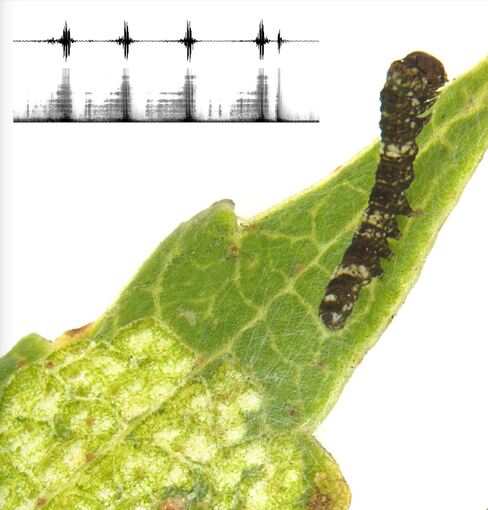 Mini-Raupe verteidigt Mini-Revier