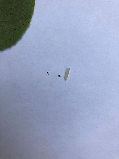 Mini-Raupe verteidigt Mini-Revier