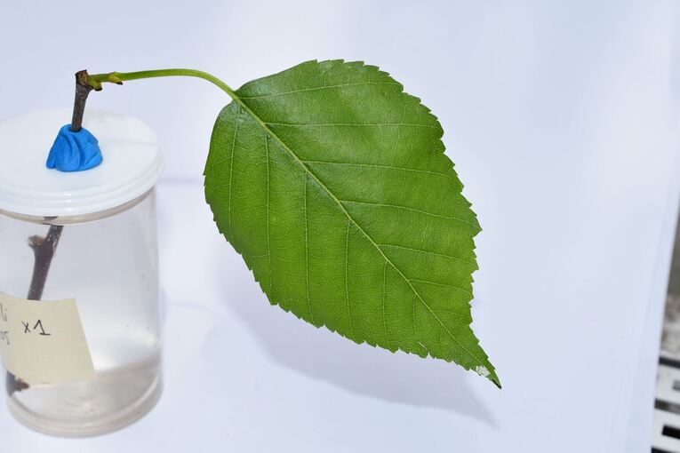 Mini-Raupe verteidigt Mini-Revier