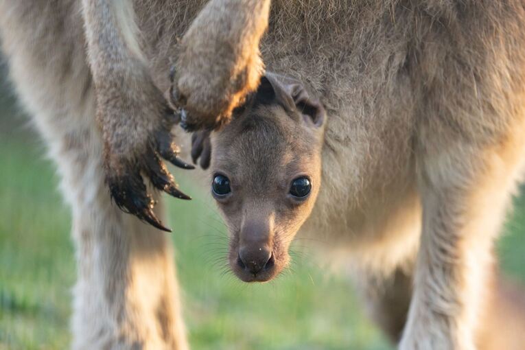 Nachwuchs bei den Stuttgarter Riesenkängurus