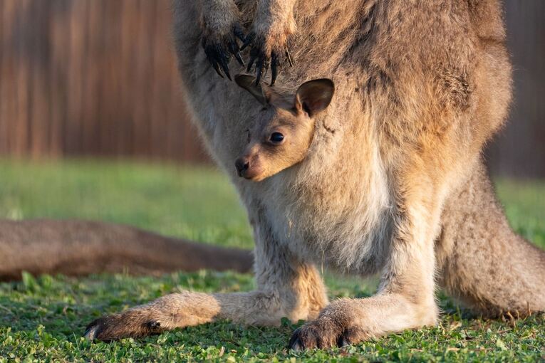 Nachwuchs bei den Stuttgarter Riesenkängurus