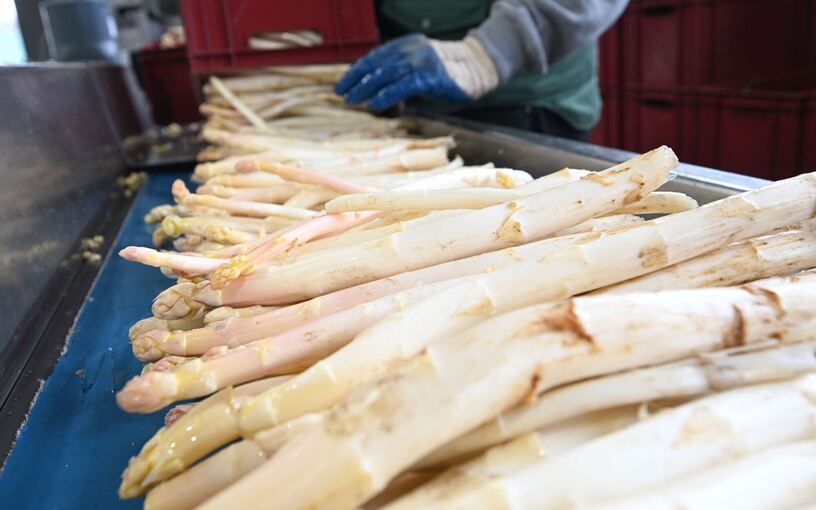 Auftakt der Spargelsaison