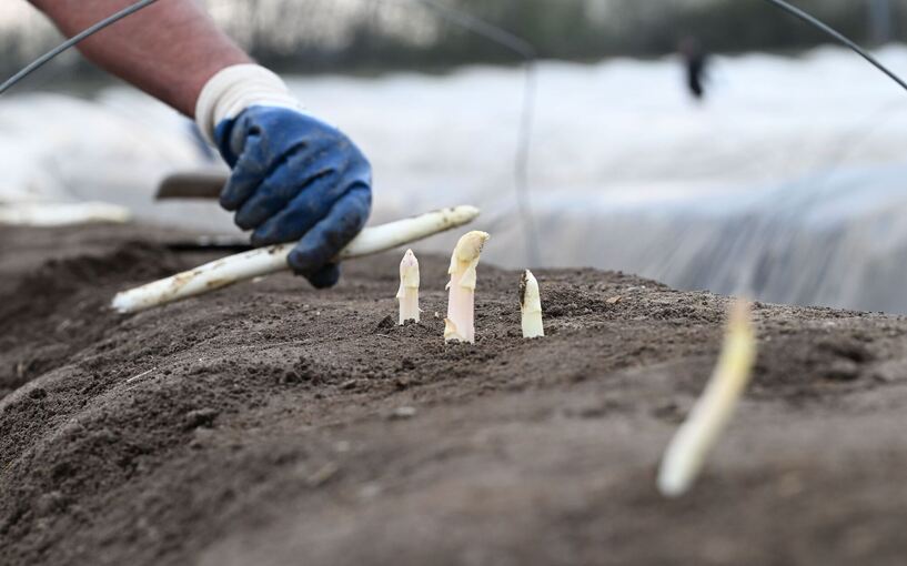 Auftakt der Spargelsaison